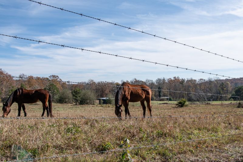 Secure Livestock Enclosure