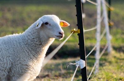 Contain Livestock and Pets in a Designated Area with an Electric Fence Installation!