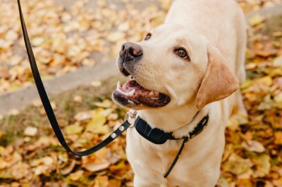 Use an Electrical Fence to Keep Pets Inside!